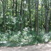 Gyömrő, a Tófürdő melletti erdő, SzG3