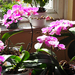 Otthoni orchideáim, 2023. 03, SzG3
