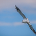 2014-08-14 - Balatonalmádi - IMG 9663 LR-2