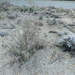 Yucca paradise & Desert garden