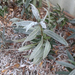 Nerium oleander X Atlas magoncok, 2016 december 4.