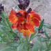 Erysimum cheiri 2017.04.13