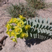 Euphorbia myrsinites 2017.04.01