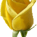 hn---2-yellow-rose
