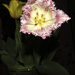 cirmos szélű tulipán