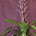 Csíkolt lándzsarózsa (Aechmea fasciata)