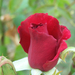 Giardiniere-rózsái (4)