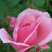 Giardiniere-rózsái (6)