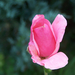 Giardiniere-rózsái (9)