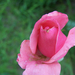 Giardiniere-rózsái (10)