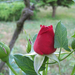 Giardiniere-rózsái (11)