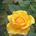 Giardiniere-rózsái (14)