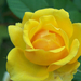 Giardiniere-rózsái (16)