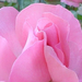 Giardiniere-rózsái (21)