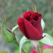 Giardiniere-rózsái (2)