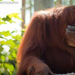 orangutan facepalm by kirsterellie d3c1jr8-fullview