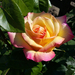 Sàrgàsrózsaszín rózsa Üllésen a Rózsa dülőben.