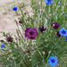 Lila és kék búzavirág Üllés, 2024.05.11.