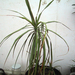 Dracaena