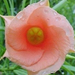 thevetia peruviana peach1