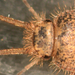 00-Thermobia domestica 7356