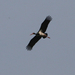 Fekete gólya