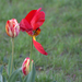 Szélfújta tulipán