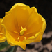 Holland tulipán I.