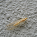 Közönséges fátyolka (Chrysoperla carnea)