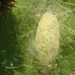 Gyűrűsszövő (Malacosoma neustria) bábgubója