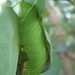 Nyárfaszender (Laothoe populi) hernyója