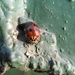 Négypettyes katica (Harmonia quadripunctata)