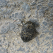 Közönséges labdacsbogár (Byrrhus pilula)