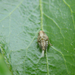 Sárcseppes kabóca (Hysteropterum grylloides) lárvája