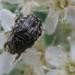 Sokpettyes virágbogár (Oxythyrea funesta)