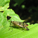 Közönséges skorpiólégy (Panorpa communis) nősténye 2