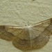 Nagy sávosaraszoló (Idaea aversata)