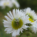 Viráglakó karolópók (Misumena vatia) fiatal nősténye