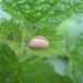 Díszes árvacsalán-levelész (Chrysolina fastuosa) lárvája