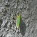 Méregzöld kabóca (Cicadella viridis) nősténye