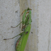 Imádkozó sáska (Mantis religiosa) megtermékenyített nősténye