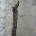 Csipkés zúzmóbagoly (Laspeyria flexula) hernyója
