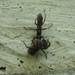 Útonállódarázs (Pompilidae sp.) nősténye pók zsákmánnyal