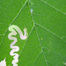 Kanyargós szillevéldarázs (Aproceros leucopoda) lárvája