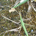 Sisakos sáska (Acrida ungarica) lárvája