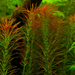 Rotala