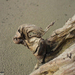 driftwood art-parrothead-kakadu by tamas kanya