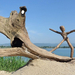 Driftwood art by tamas kanya