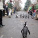 Pingvin séta... Popek mindig lemarad...:)