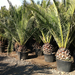 PHOENIX CANARIENSIS 200 250 CLT130